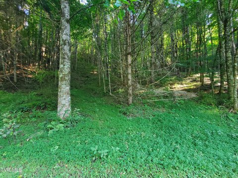 Land, Roan Mountain, TN