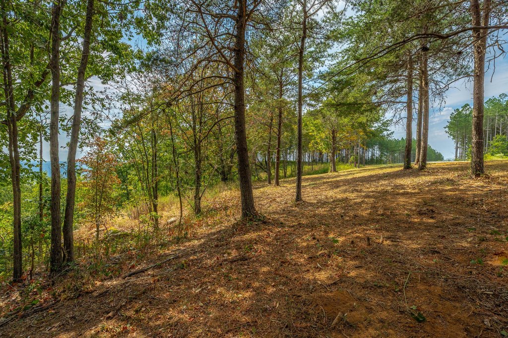 Picture 52