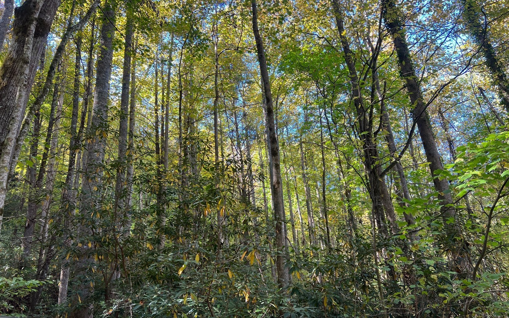 Hayesville, NC Creek Front Lot