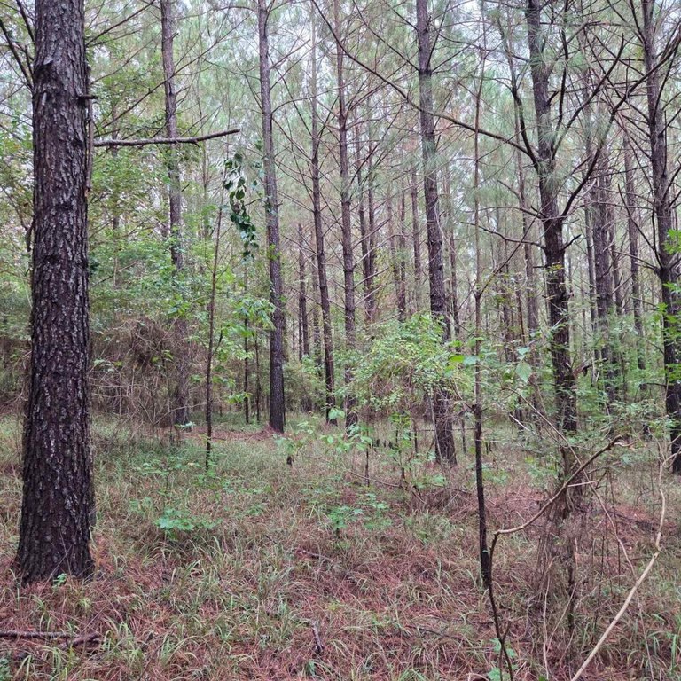 Picture 45