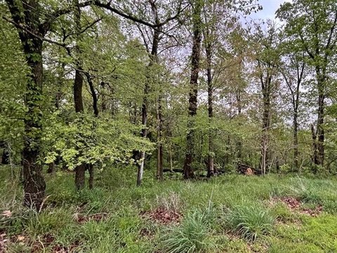 Wooded Lot in Flint Ridge Resort