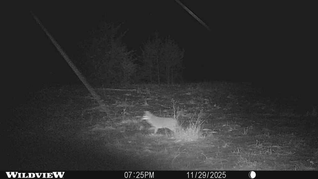 Picture 11
