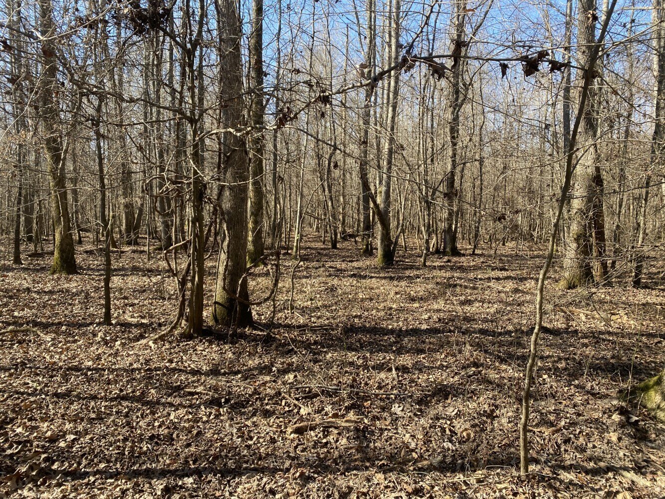 422 Acres Hunting Land Investment