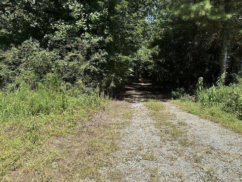 Planted Pine Agricultural Land