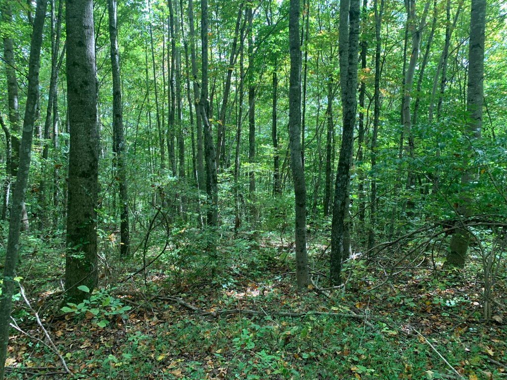 Picture 8