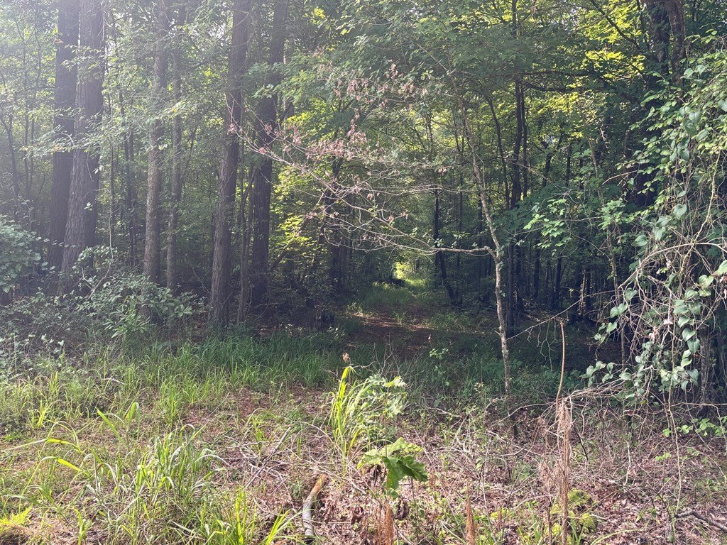 Picture 5