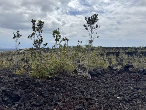 Acre Lot with Ocean Views