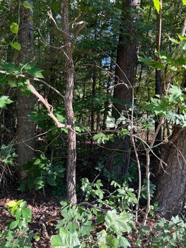 LAND - CULPEPER, VA
