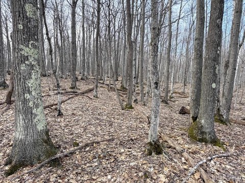 Mohawk Land with Hardwood Forest