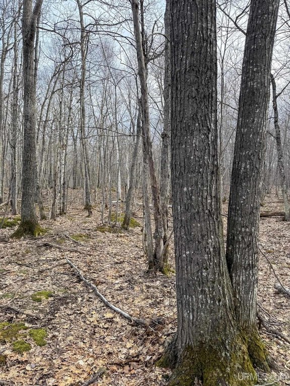 Picture 8