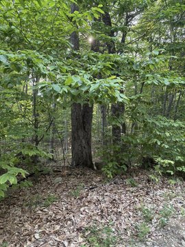 Land in Sebago Pines