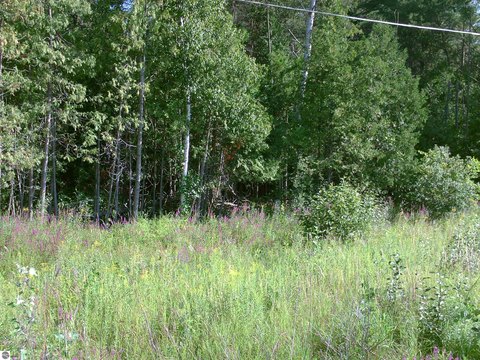 Wooded Office Service Land Parcels