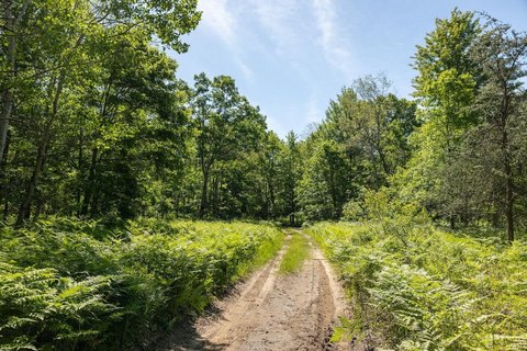 120 Acres of Timber Land