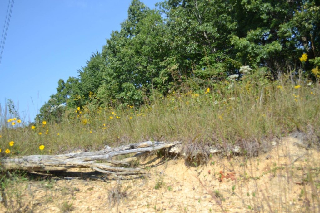 Picture 8