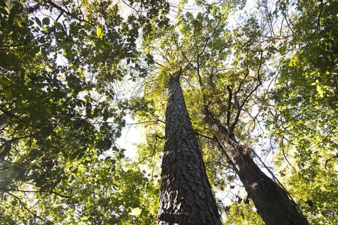 480 Acres Timberland and Recreation