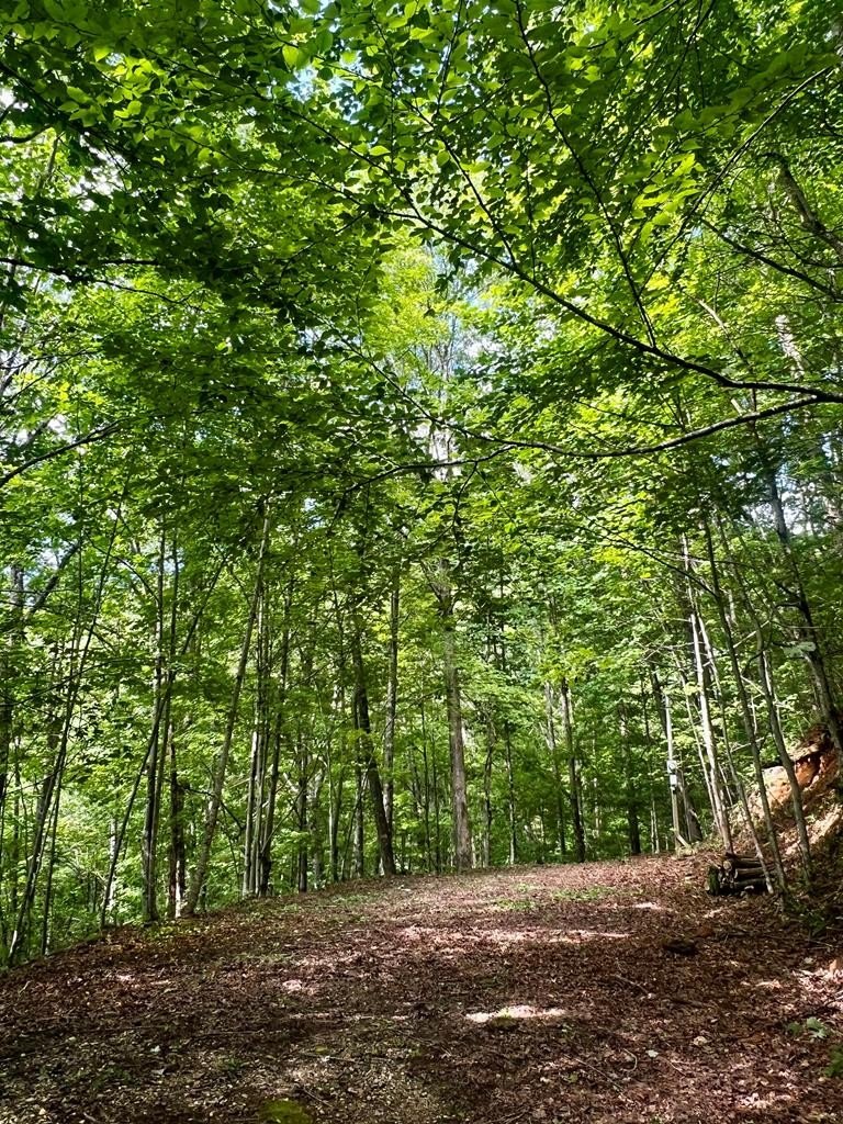 Wooded Land in Robbinsville, NC