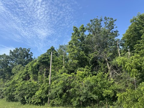 Heavily Wooded Land in Lake Village