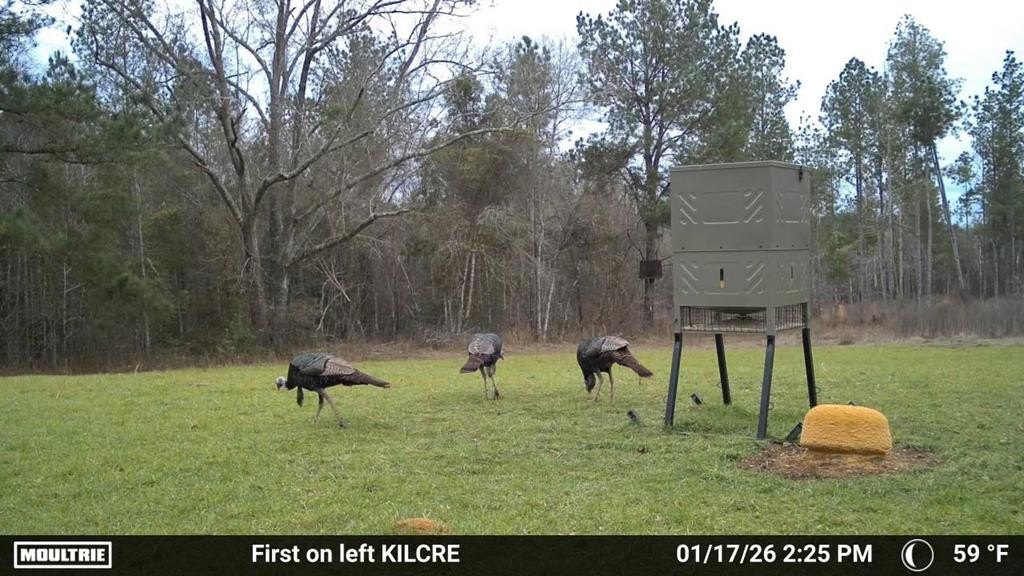226 Acres Hunting Land Brundidge