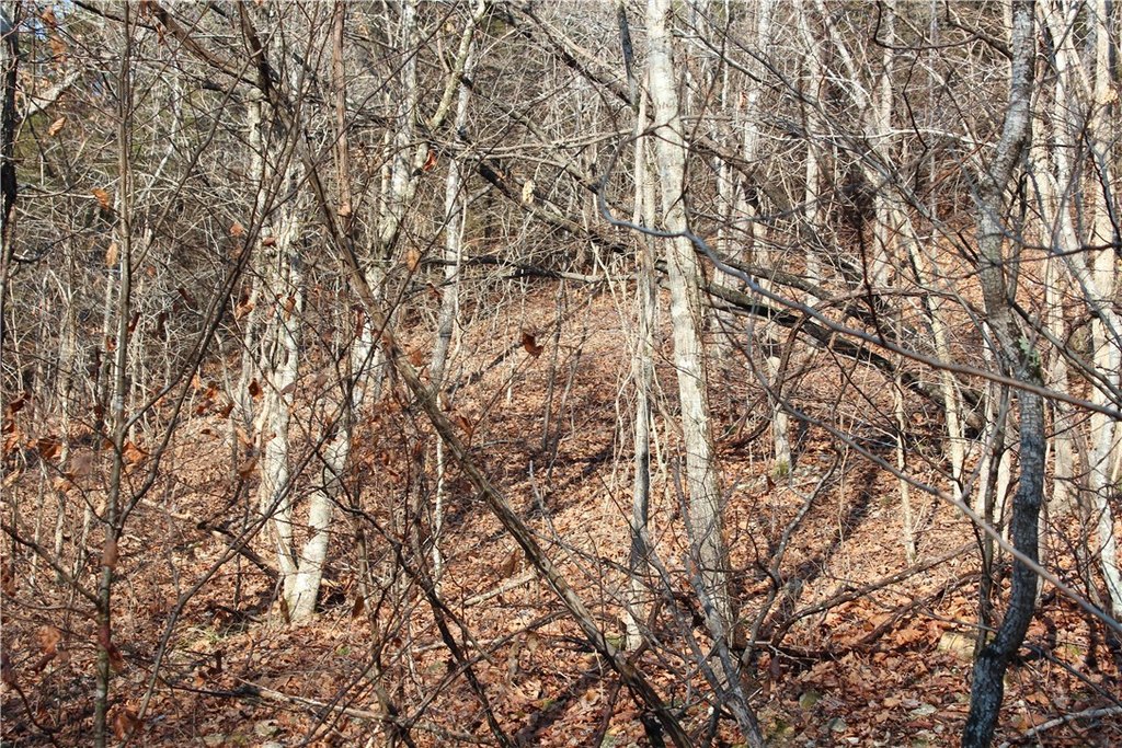 Picture 44