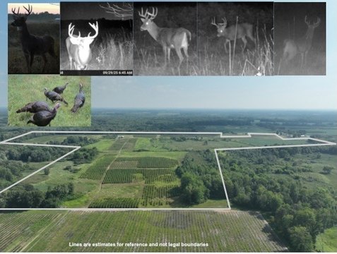 Blueberry Farm in Michigan's Fruit Belt