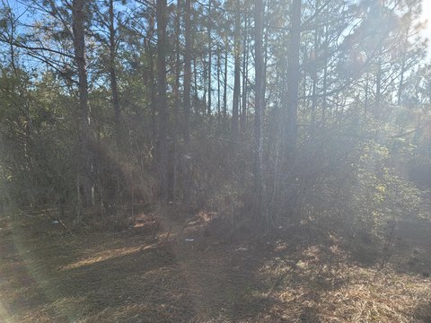 Wooded Land Parcel in Aiken