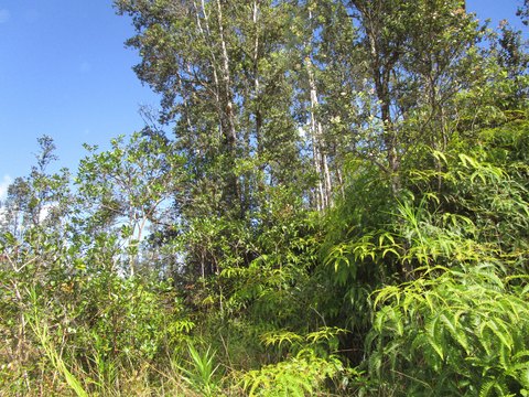 Kurtistown Land with Acreage