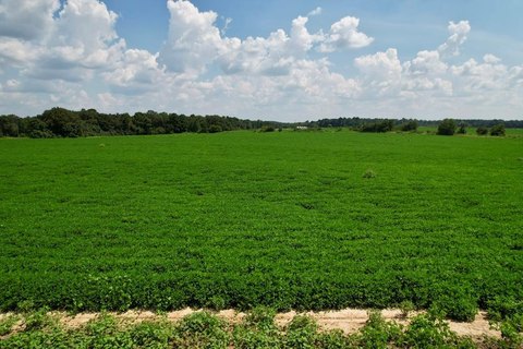 Residential Land in Newton, Alabama