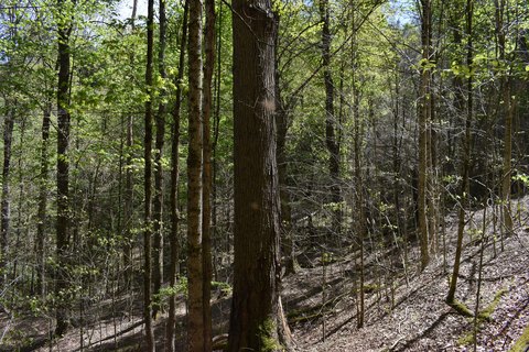 Wooded Hunting/Recreation Land