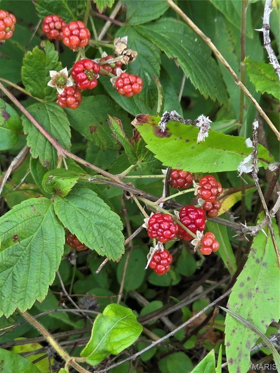 Picture 8