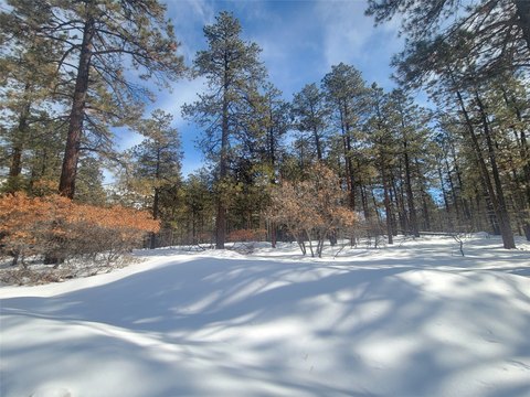 Wooded Land Near Chama, NM