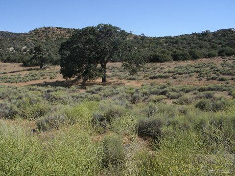 LAND - Tehachapi, CA
