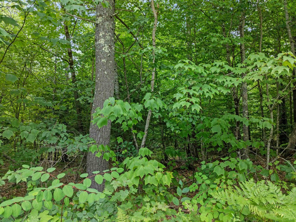 Picture 25
