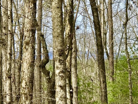 Vacant Lot, Ellijay, GA