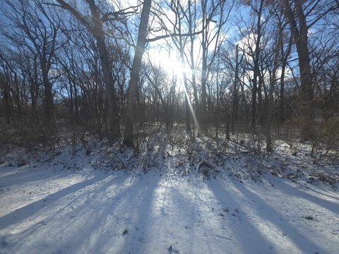 Two Wooded Parcels in Dixon
