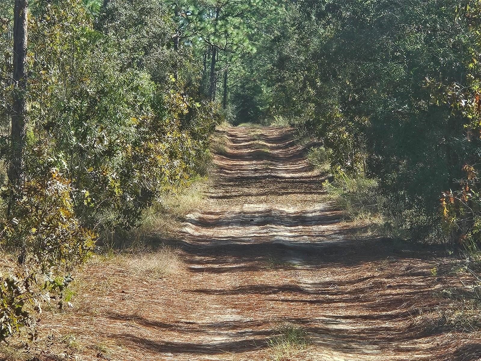 Land Near Rainbow River
