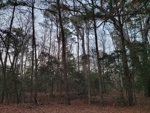 Residential Lot in Wilsonia Estates