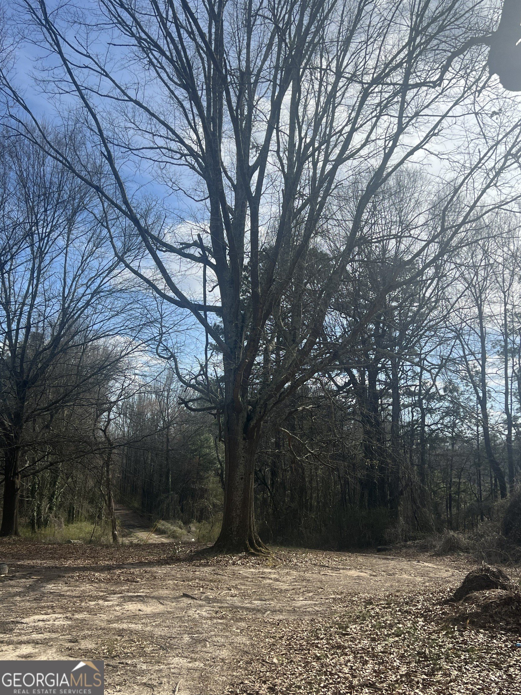 65 Acres of Wooded Land
