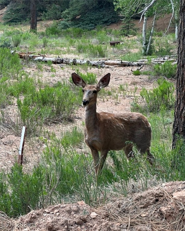 Picture 43