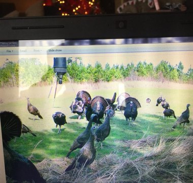 Monroe County Hunting and Timber