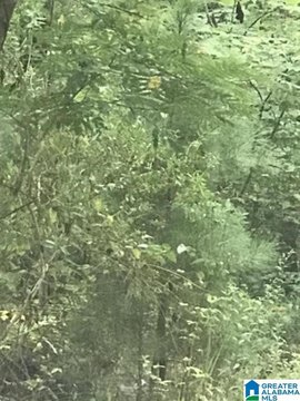 Wooded Recreational Lot