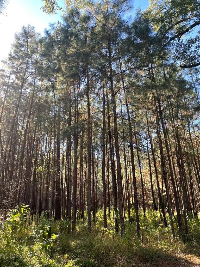 Grady County Land with Pines