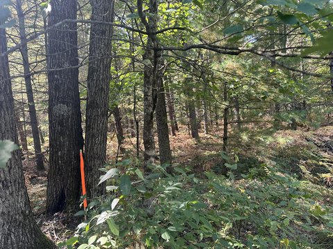 Wooded Land Near ORV Trail