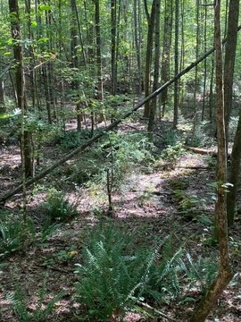 Rural Acreage Homesite