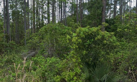 LAND - Georgetown, FL