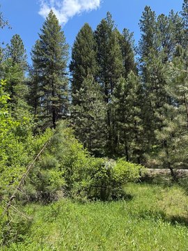 MeadowCreek Golf Resort Timbered Lot