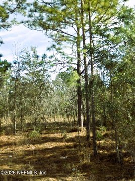 Land, Williston, FL