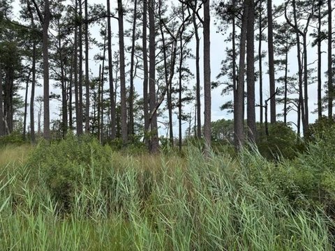 LAND - BLOXOM, VA