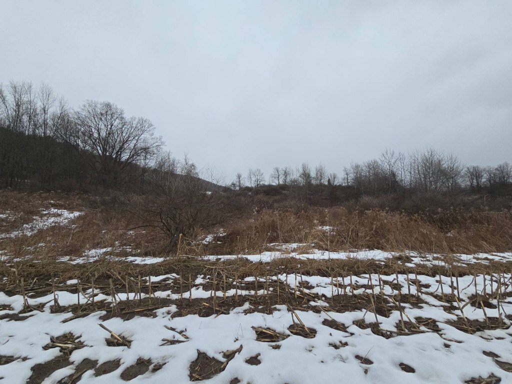 Picture 41