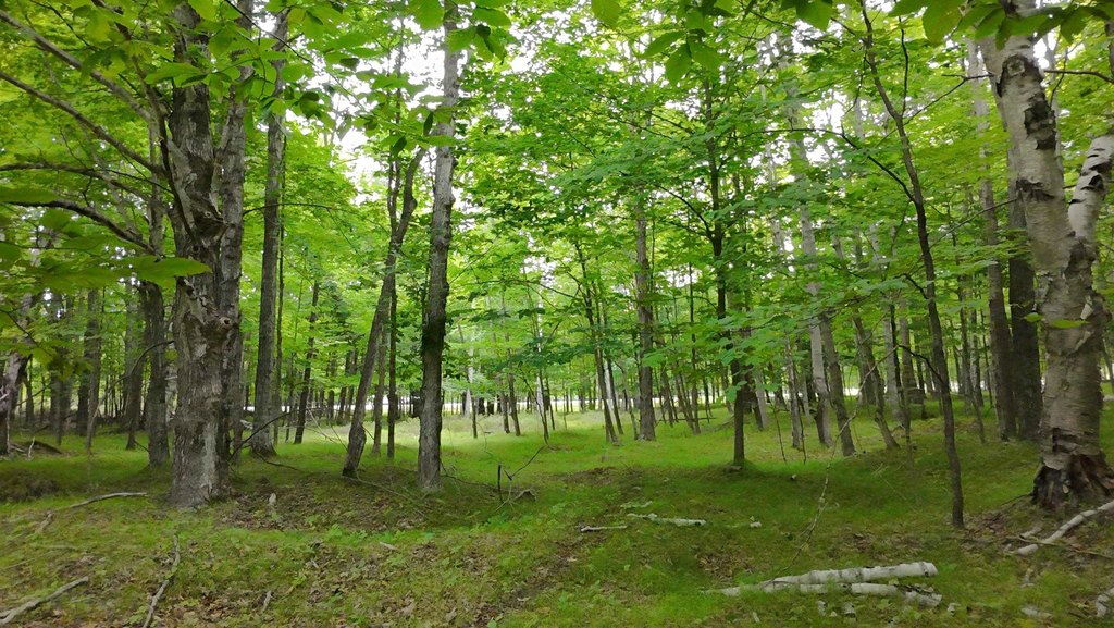 Picture 8