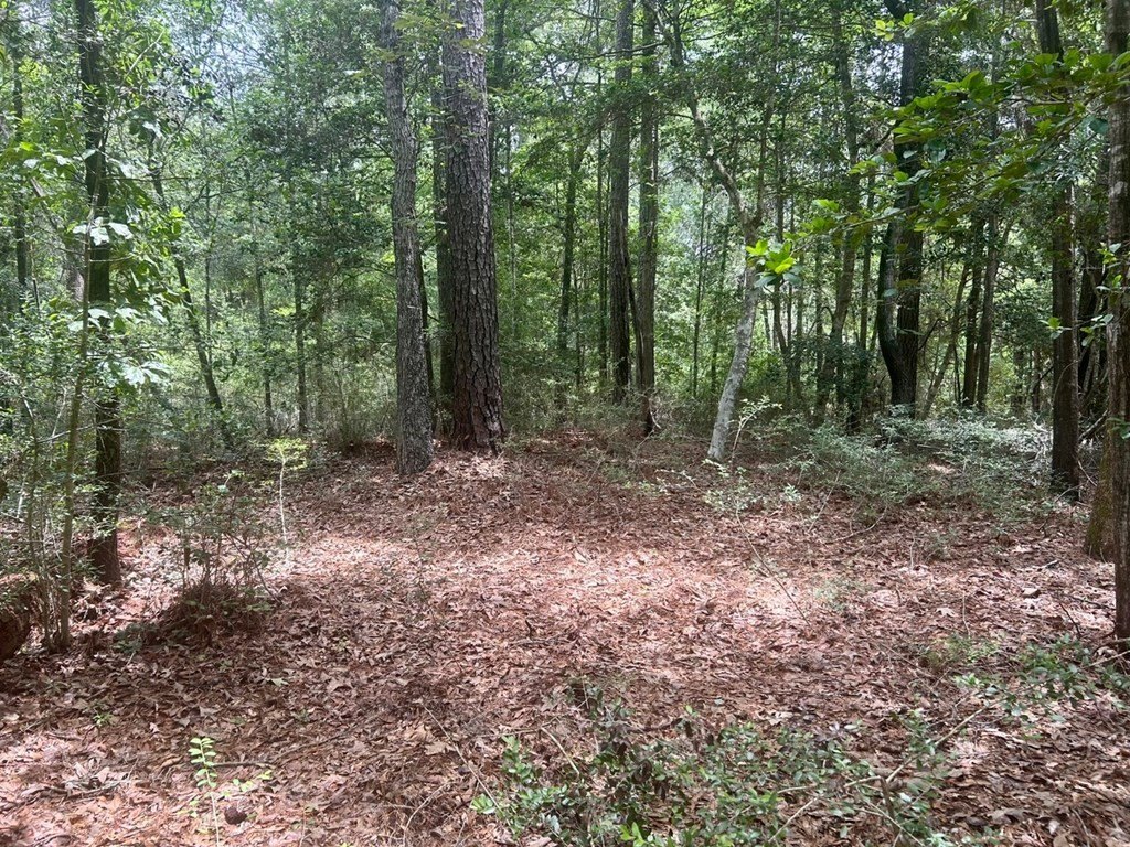 Picture 5
